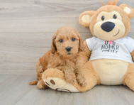 8 week old Mini Goldendoodle Puppy For Sale - Puppy Love PR