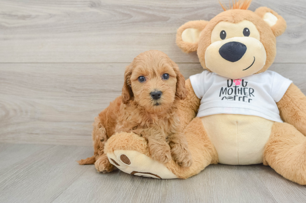 6 week old Mini Goldendoodle Puppy For Sale - Puppy Love PR