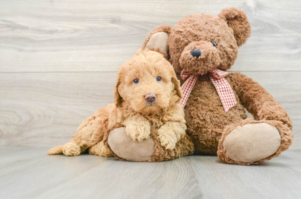 6 week old Mini Goldendoodle Puppy For Sale - Puppy Love PR