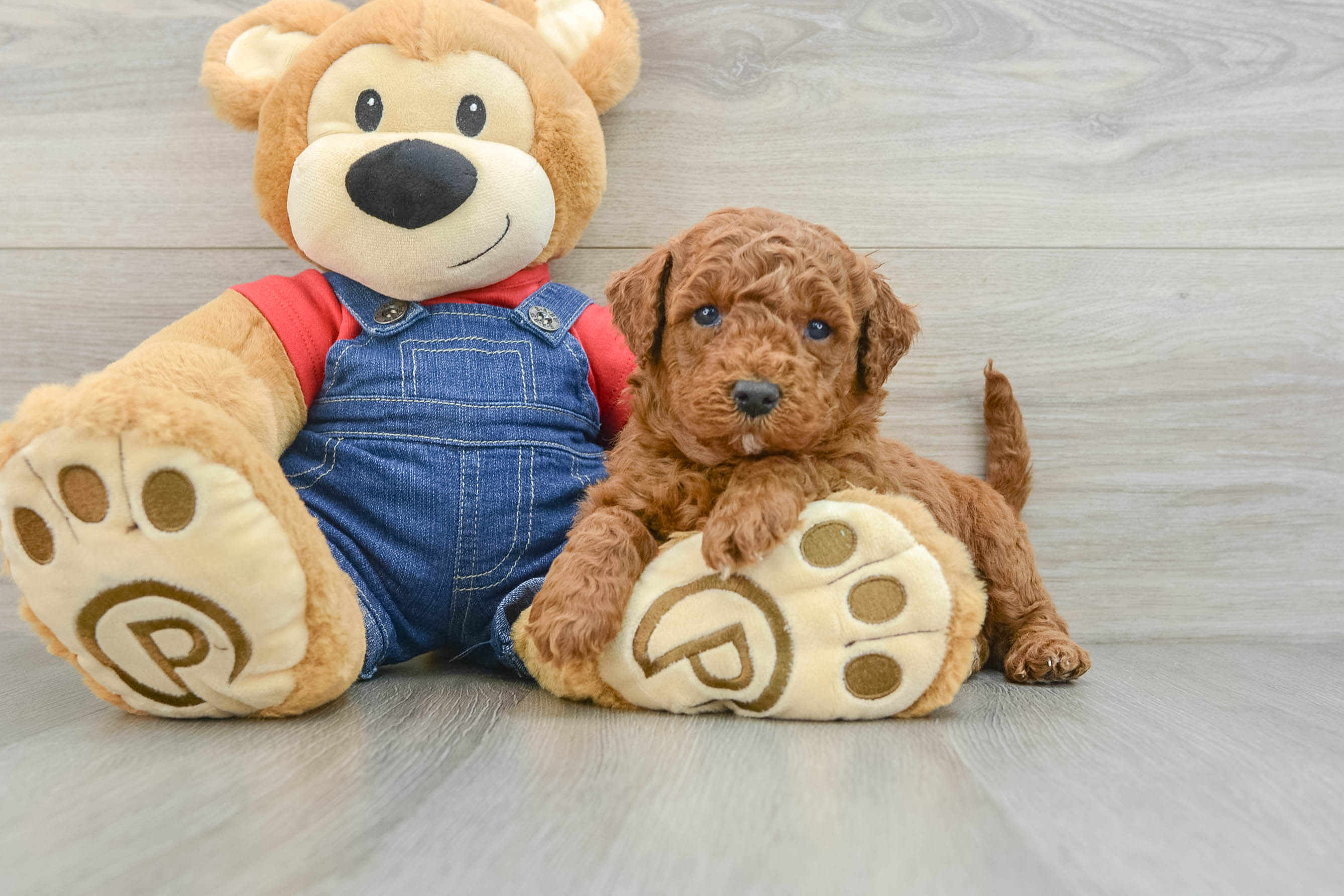 Playful Mini Groodle Poodle Mix Puppy