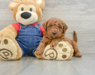 7 week old Mini Goldendoodle Puppy For Sale - Puppy Love PR