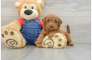 Playful Mini Groodle Poodle Mix Puppy