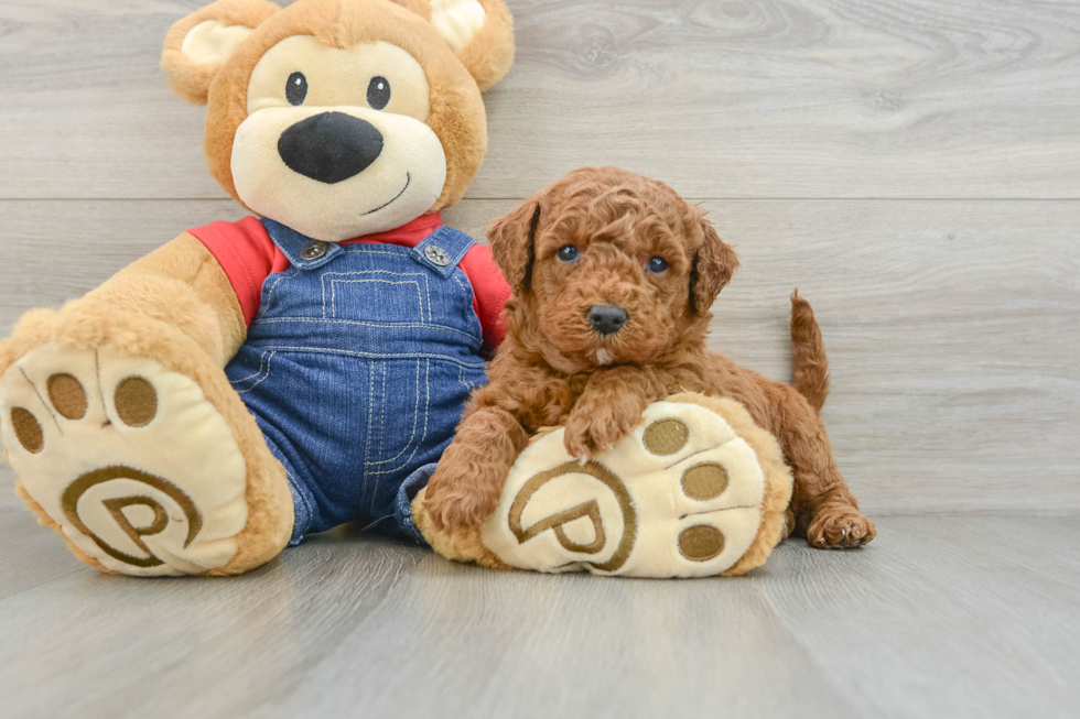 Playful Mini Groodle Poodle Mix Puppy