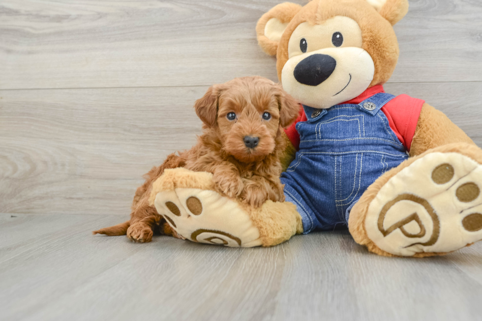 Smart Mini Goldendoodle Poodle Mix Pup