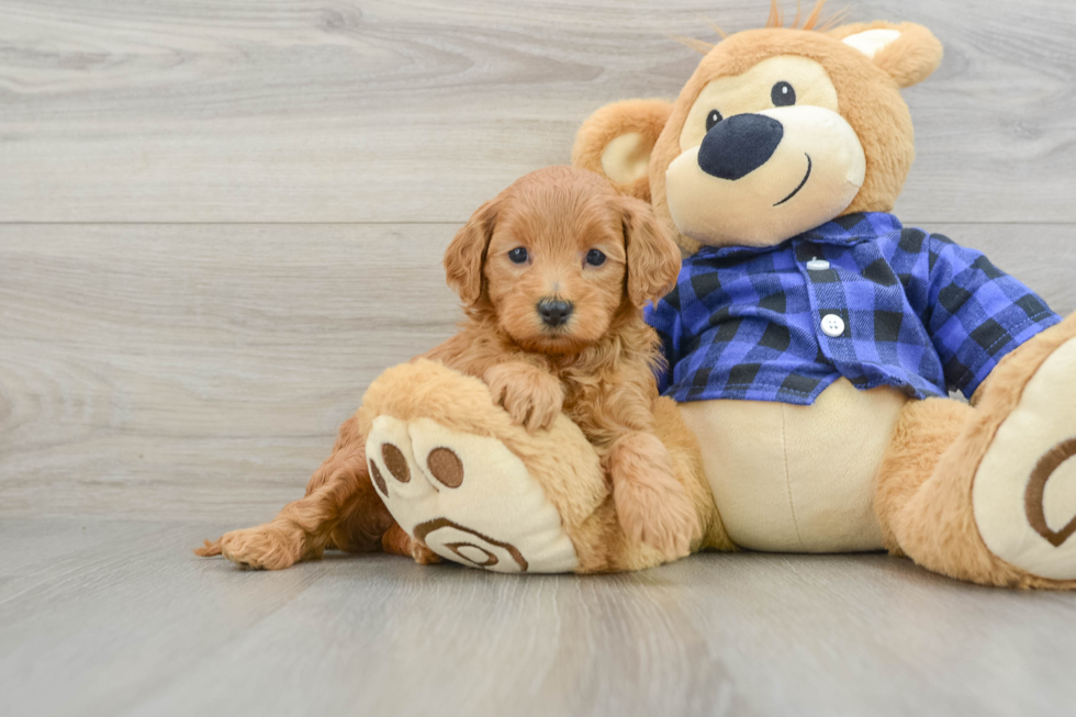 Friendly Mini Goldendoodle Baby