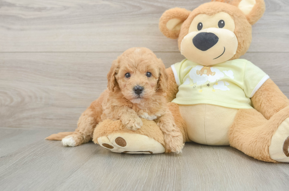 5 week old Mini Goldendoodle Puppy For Sale - Puppy Love PR