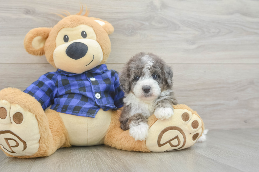 5 week old Mini Goldendoodle Puppy For Sale - Puppy Love PR