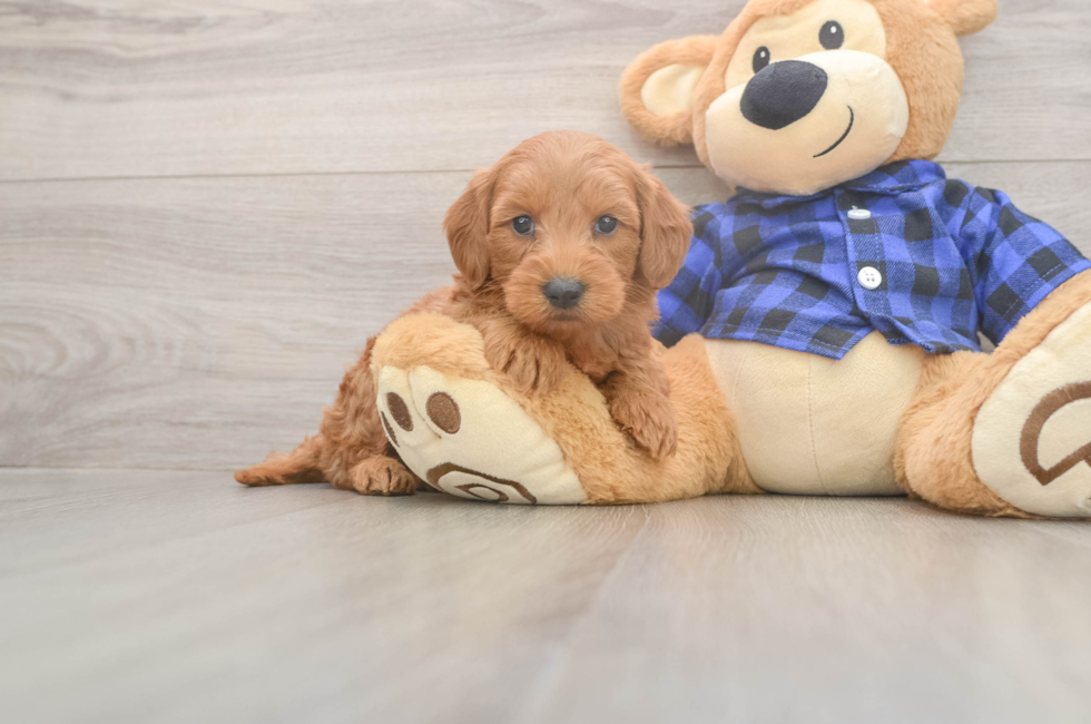6 week old Mini Goldendoodle Puppy For Sale - Puppy Love PR