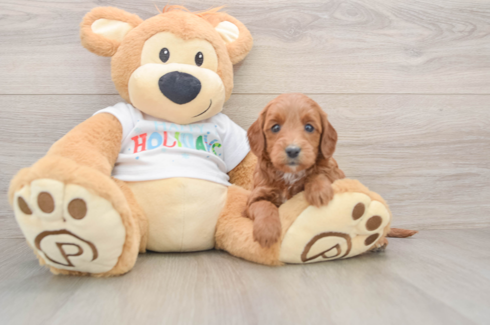 5 week old Mini Goldendoodle Puppy For Sale - Puppy Love PR