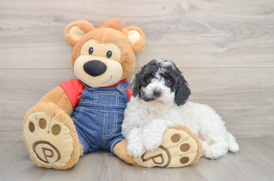 Best Mini Goldendoodle Baby