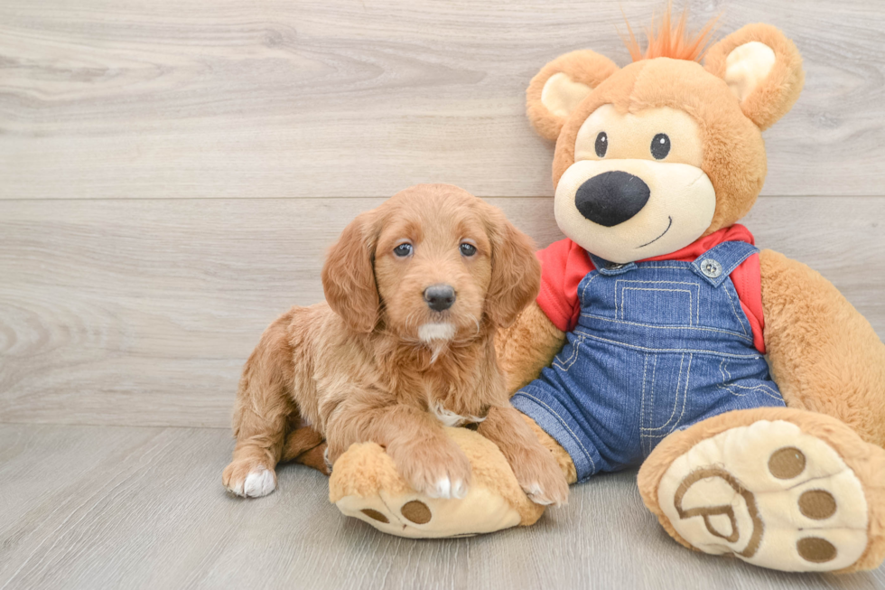 Sweet Mini Goldendoodle Baby