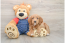 Mini Goldendoodle Puppy for Adoption