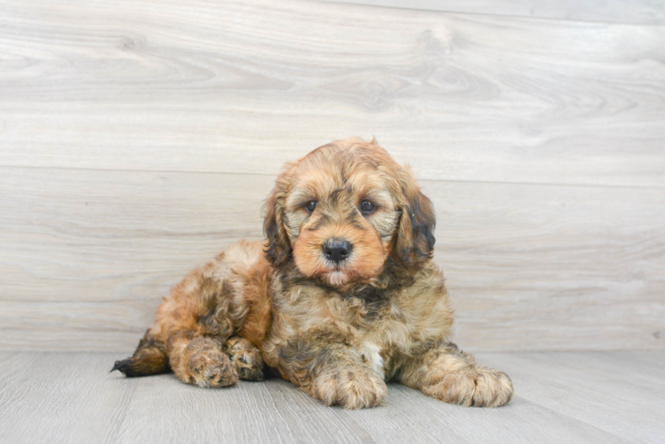 Mini Goldendoodle Pup Being Cute