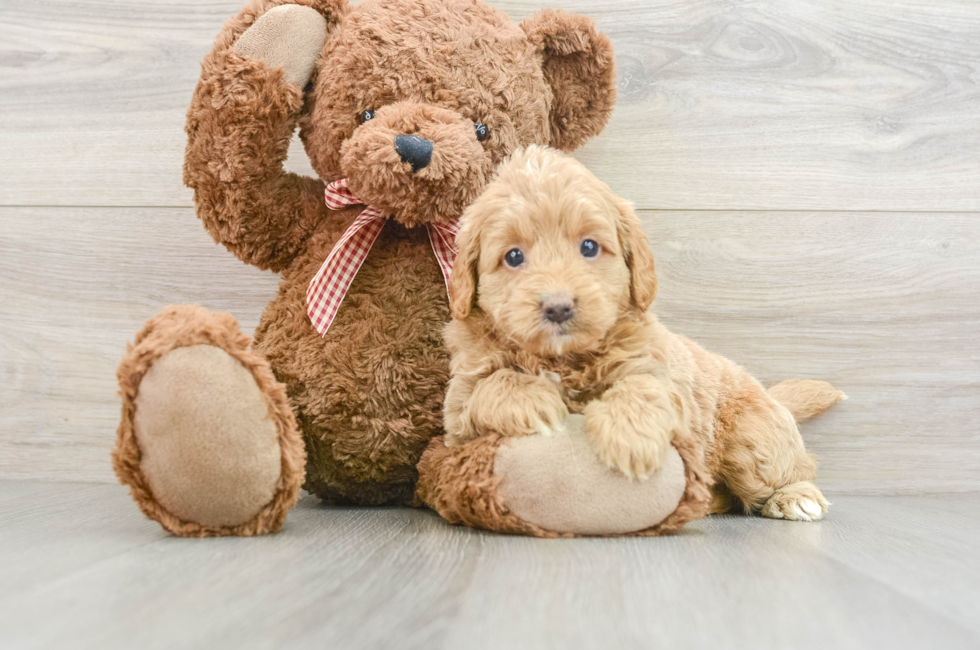 6 week old Mini Goldendoodle Puppy For Sale - Puppy Love PR