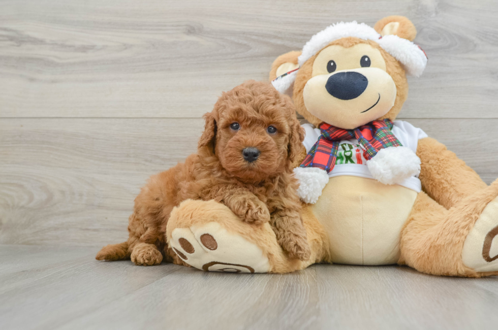 5 week old Mini Goldendoodle Puppy For Sale - Puppy Love PR