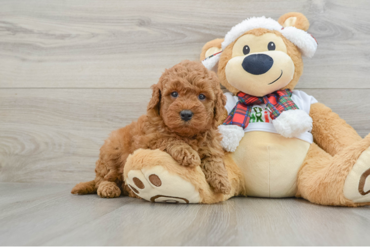 Meet Maple - our Mini Goldendoodle Puppy Photo 1/3 - Puppy Love PR Hypoallergenic Mini Goldiepoo Poodle Mix Puppy