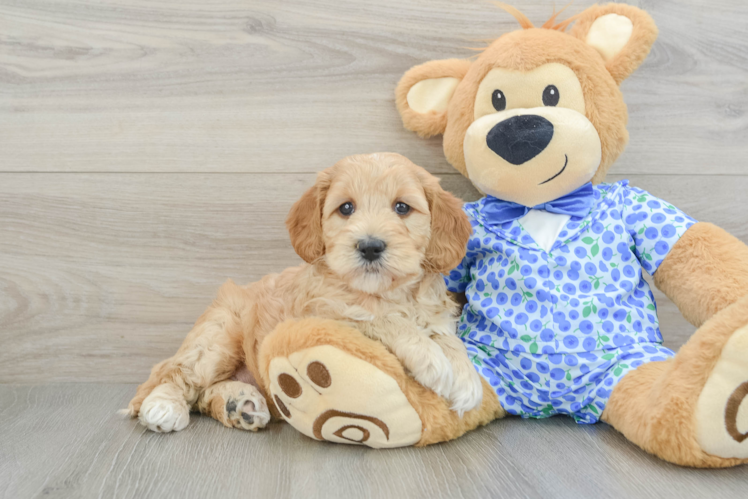 Meet Maple - our Mini Goldendoodle Puppy Photo 1/3 - Puppy Love PR Cute Mini Goldendoodle Baby
