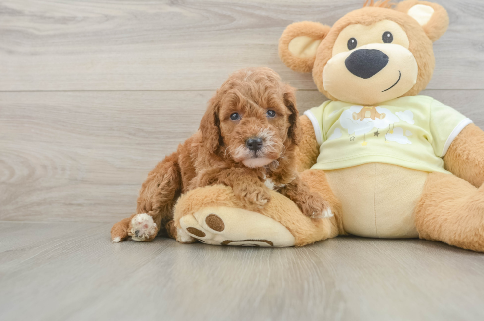 5 week old Mini Goldendoodle Puppy For Sale - Puppy Love PR