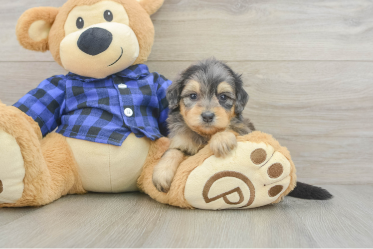 Mini Goldendoodle Puppy for Adoption