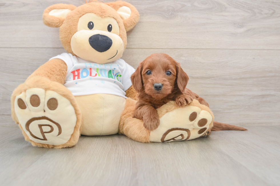 5 week old Mini Goldendoodle Puppy For Sale - Puppy Love PR