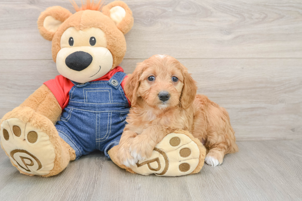 Hypoallergenic Mini Goldiepoo Poodle Mix Puppy