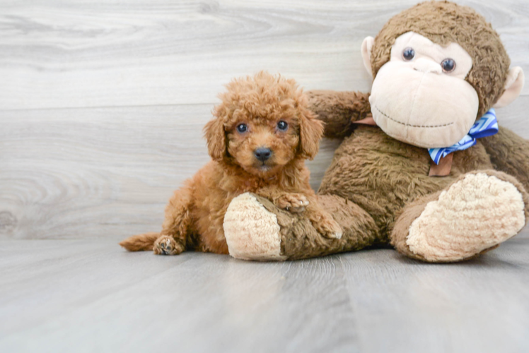 Cute Mini Goldendoodle Poodle Mix Pup