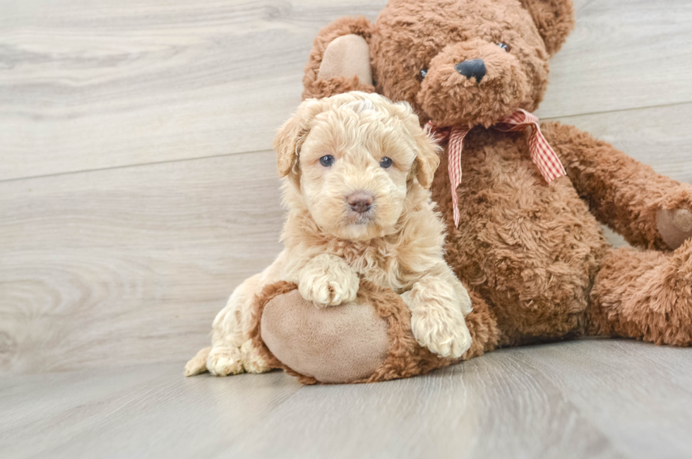 6 week old Mini Goldendoodle Puppy For Sale - Puppy Love PR