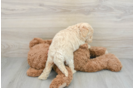 Mini Goldendoodle Puppy for Adoption