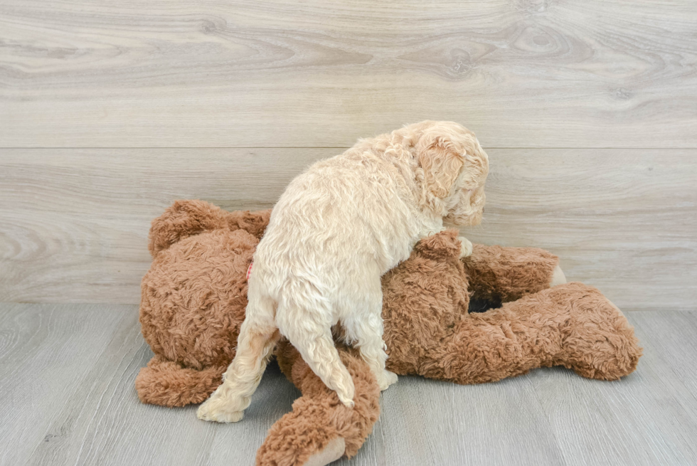 Mini Goldendoodle Puppy for Adoption