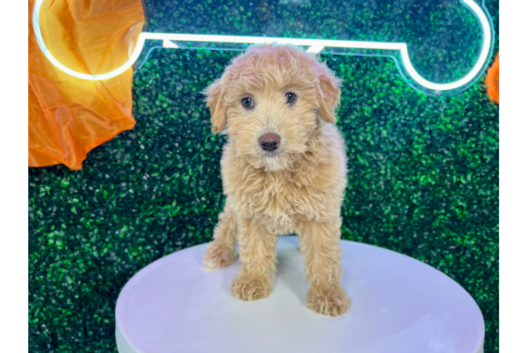 Cute Mini Goldendoodle Baby