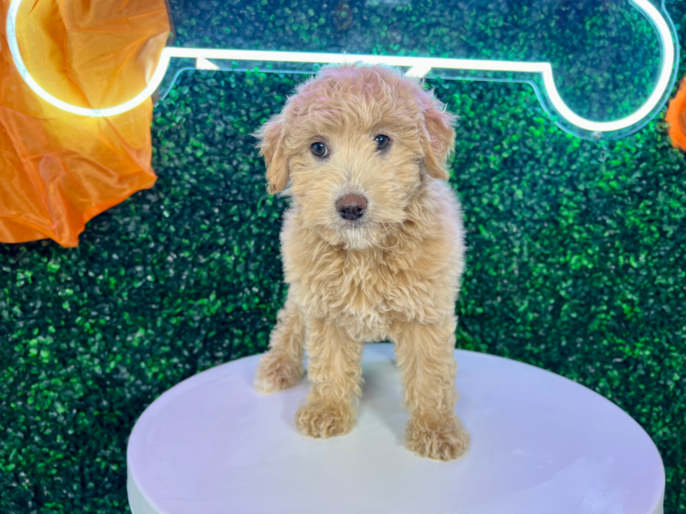 Cute Mini Goldendoodle Baby