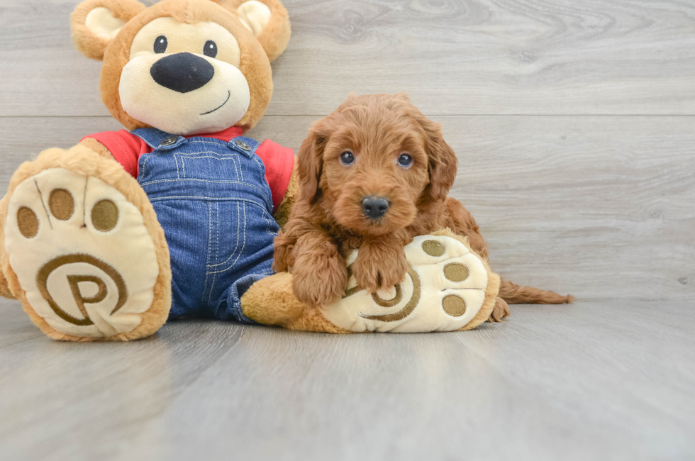 6 week old Mini Goldendoodle Puppy For Sale - Puppy Love PR