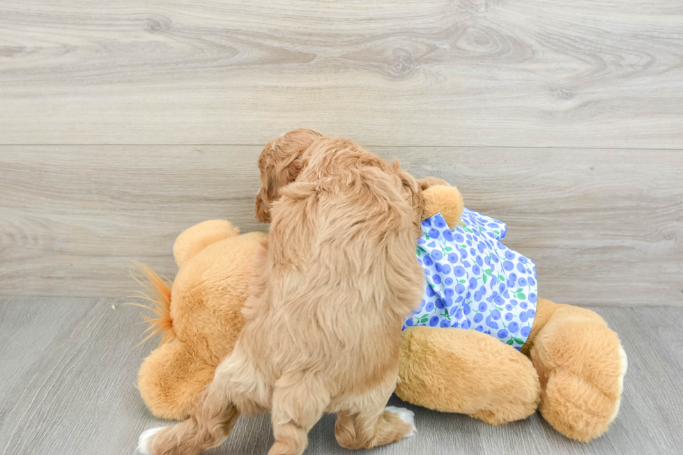 Best Mini Goldendoodle Baby