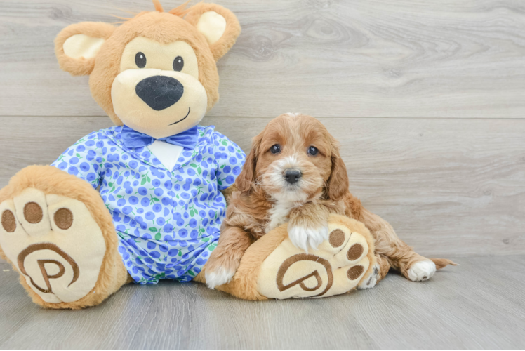 Meet Martha - our Mini Goldendoodle Puppy Photo 1/3 - Puppy Love PR Best Mini Goldendoodle Baby