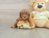 8 week old Mini Goldendoodle Puppy For Sale - Puppy Love PR