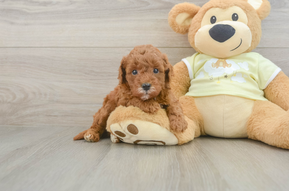 5 week old Mini Goldendoodle Puppy For Sale - Puppy Love PR