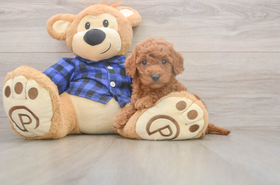 6 week old Mini Goldendoodle Puppy For Sale - Puppy Love PR