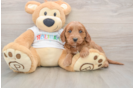 Mini Goldendoodle Puppy for Adoption