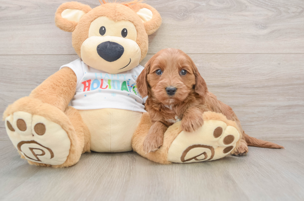 5 week old Mini Goldendoodle Puppy For Sale - Puppy Love PR