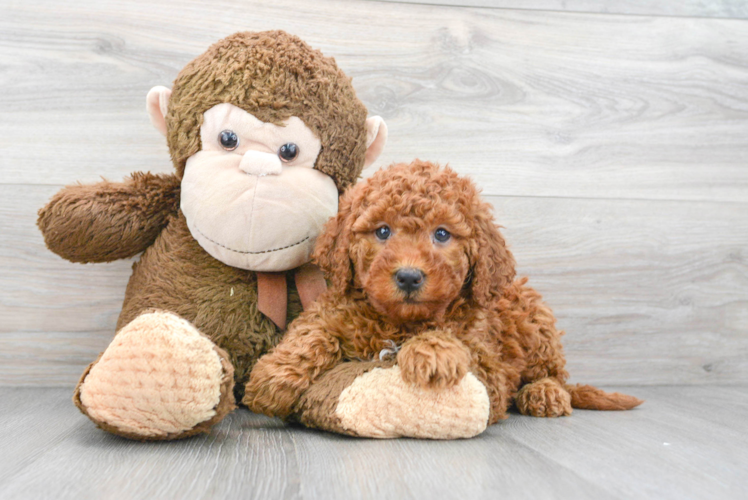 Meet Martha - our Mini Goldendoodle Puppy Photo 1/3 - Puppy Love PR Petite Mini Goldendoodle Poodle Mix Pup