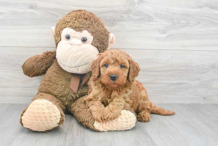 Meet Martha - our Mini Goldendoodle Puppy Photo 1/3 - Puppy Love PR Mini Goldendoodle Puppy for Adoption