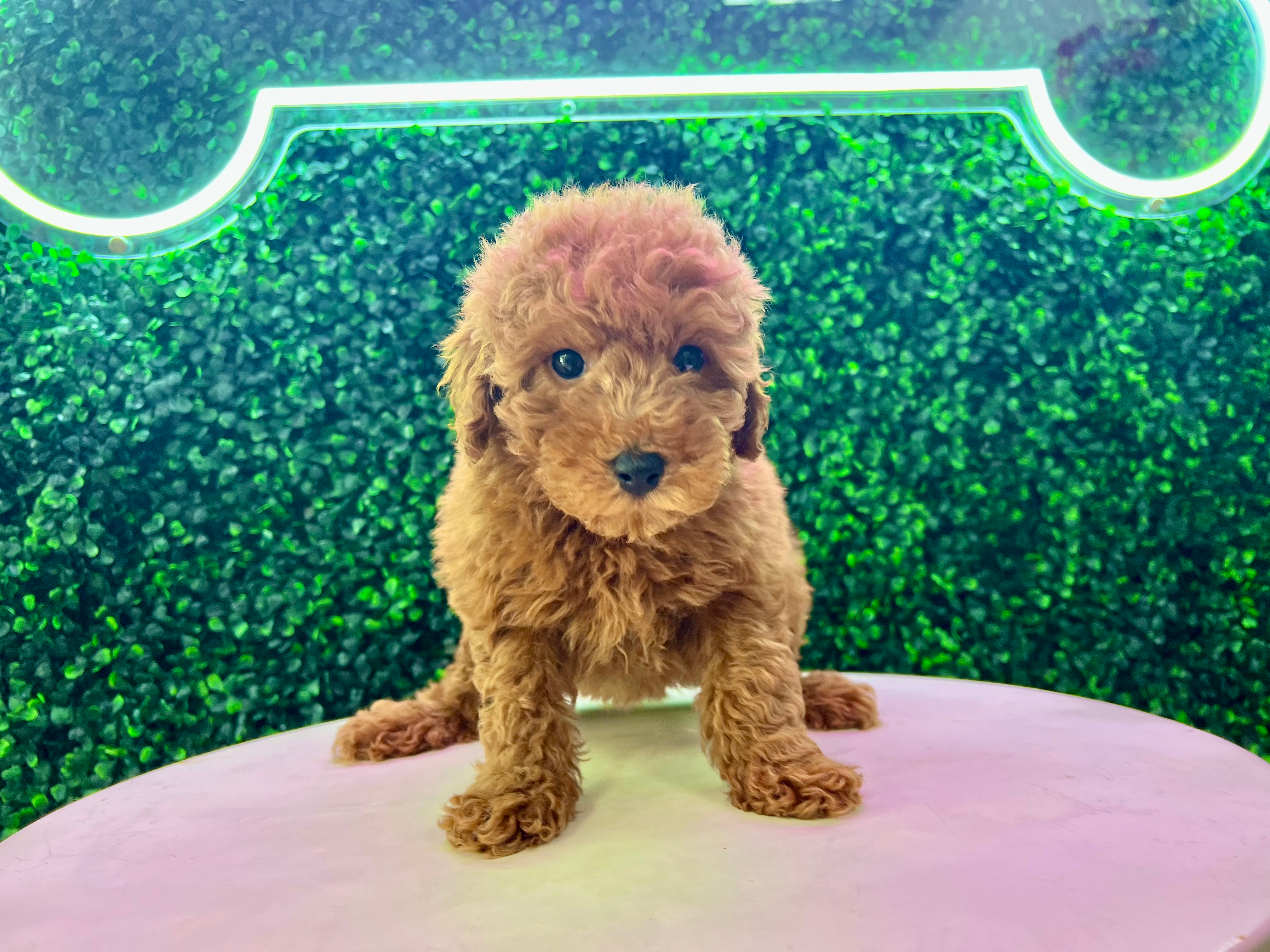 Cute Golden Retriever Poodle Mix Puppy