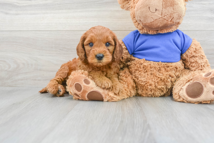 Meet Maserati - our Mini Goldendoodle Puppy Photo 1/3 - Puppy Love PR Hypoallergenic Golden Retriever Poodle Mix Puppy