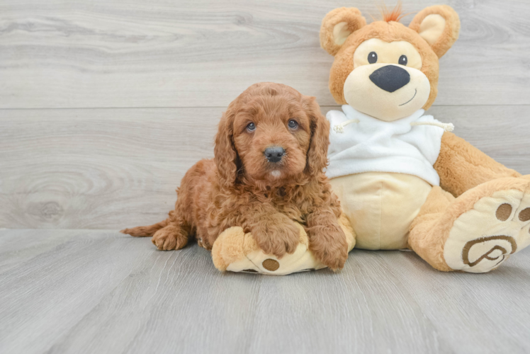 Meet Maserati - our Mini Goldendoodle Puppy Photo 1/3 - Puppy Love PR Mini Goldendoodle Pup Being Cute