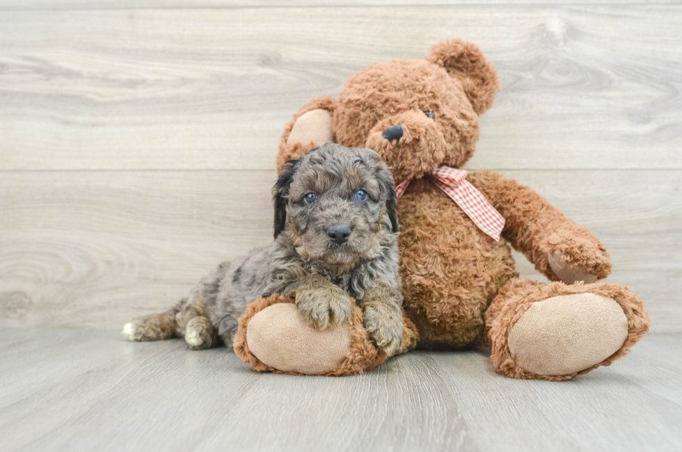 6 week old Mini Goldendoodle Puppy For Sale - Puppy Love PR