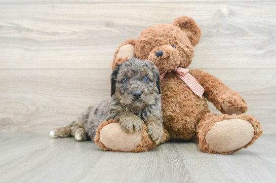 Mini Goldendoodle Puppy for Adoption