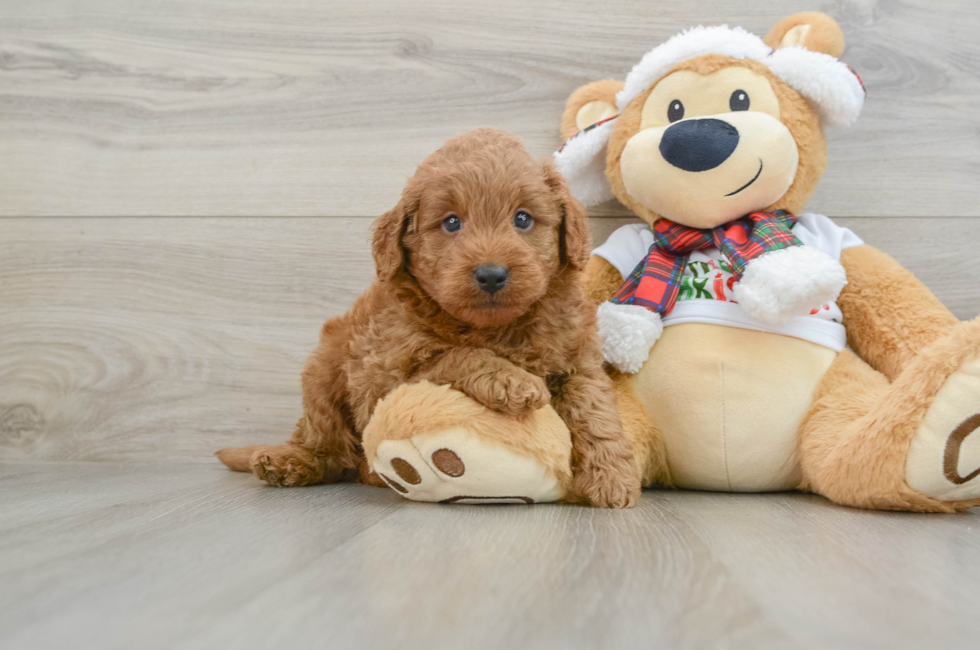 5 week old Mini Goldendoodle Puppy For Sale - Puppy Love PR