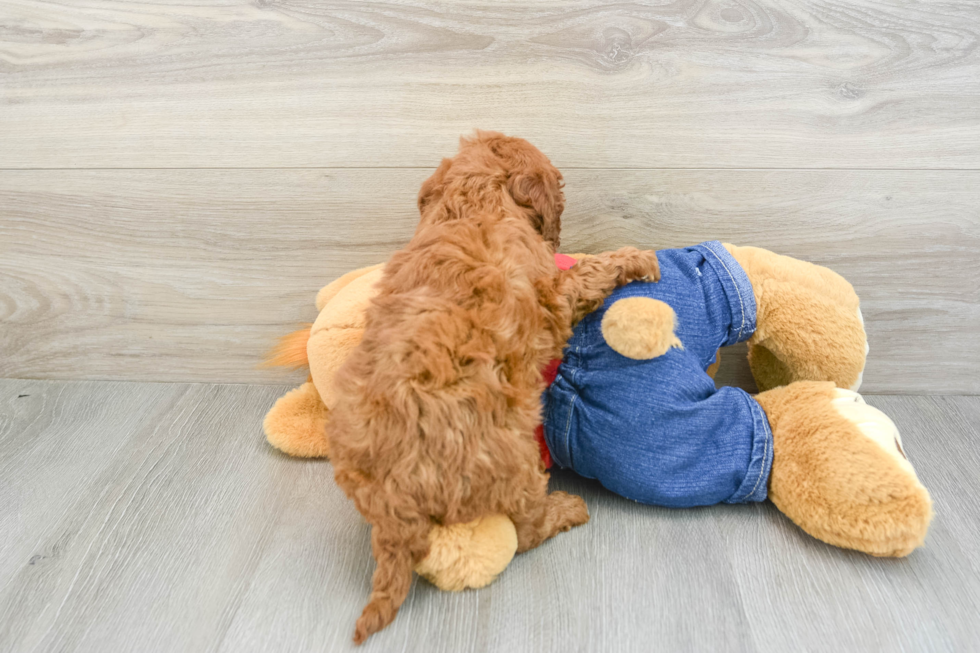 Mini Goldendoodle Pup Being Cute