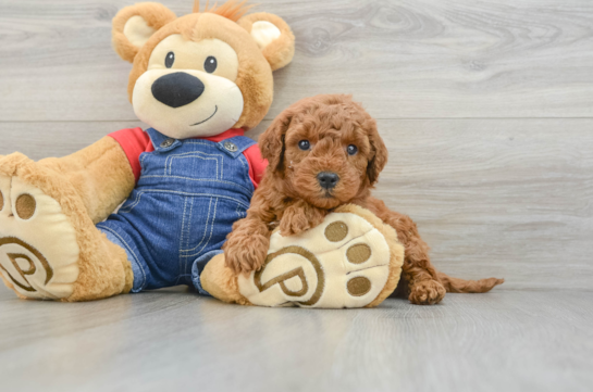 Mini Goldendoodle Pup Being Cute