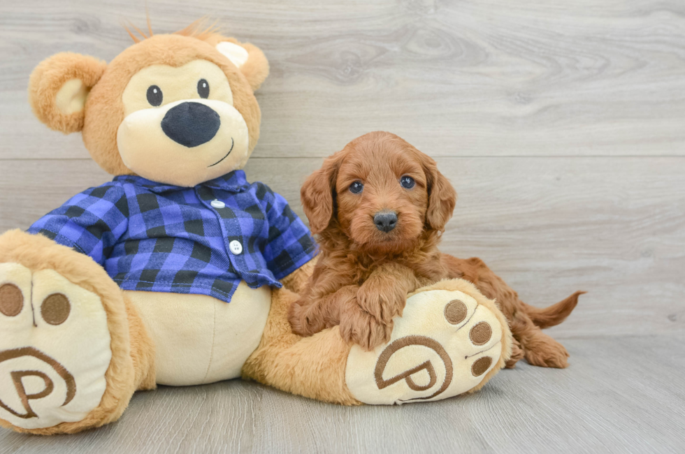 5 week old Mini Goldendoodle Puppy For Sale - Puppy Love PR